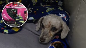 De acuerdo con las autoridades, ‘Chicharrón’ murió por causas naturales.