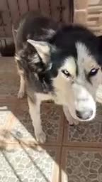 A través de plataformas digitales, se difundió el momento exacto en que un habitante del ejido Escuadrón 201 agredió físicamente a un canino de la raza Husky.