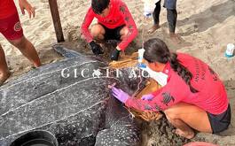 Tortuga y rescatistas en la arena