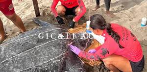 Tortuga y rescatistas en la arena