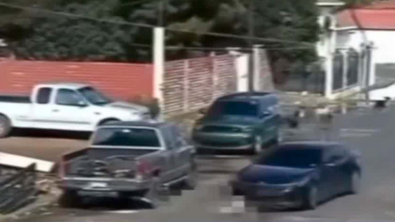 Autoridades de Sonora investigan un caso de presunta crueldad animal en Cananea, donde tres perros fueron atropellados de forma intencional.