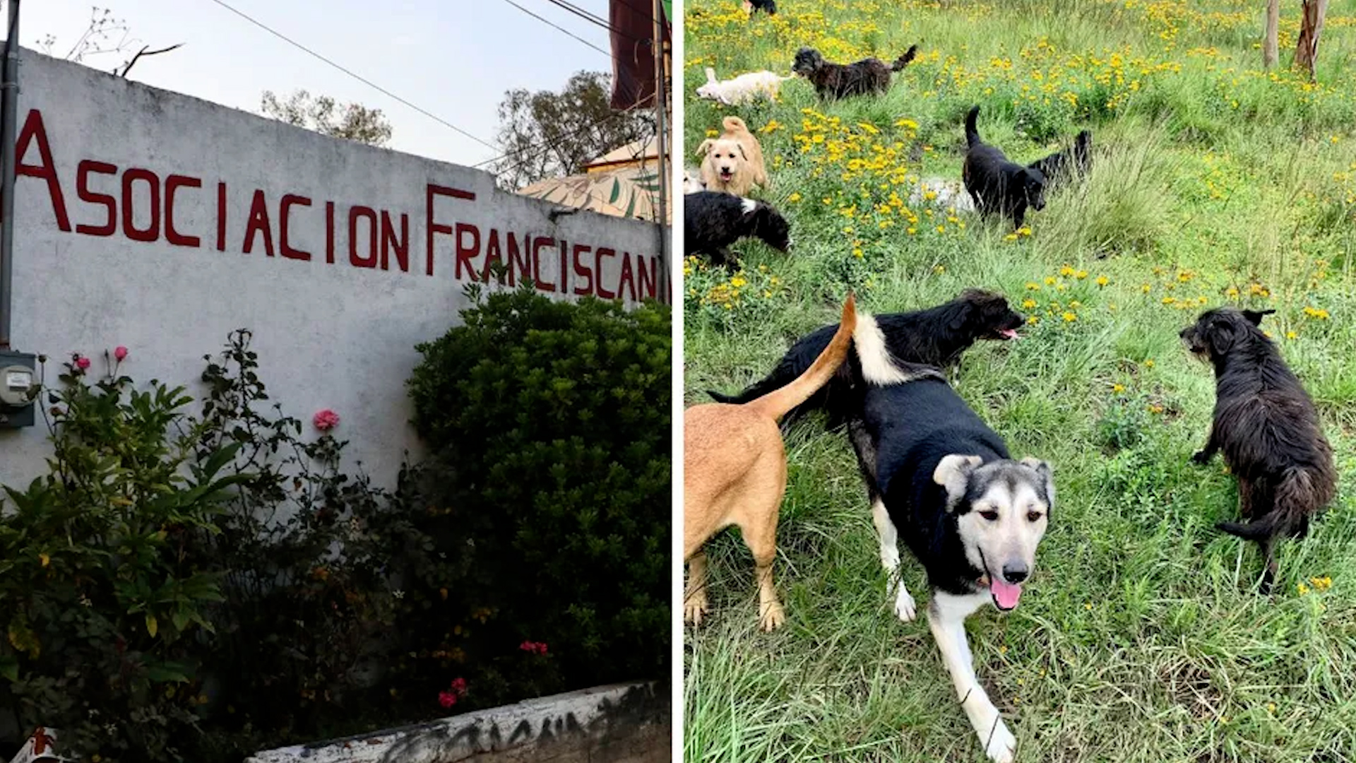 Casi mil perros y gatos fueron encontrados, aparentemente en situación vulnerable.