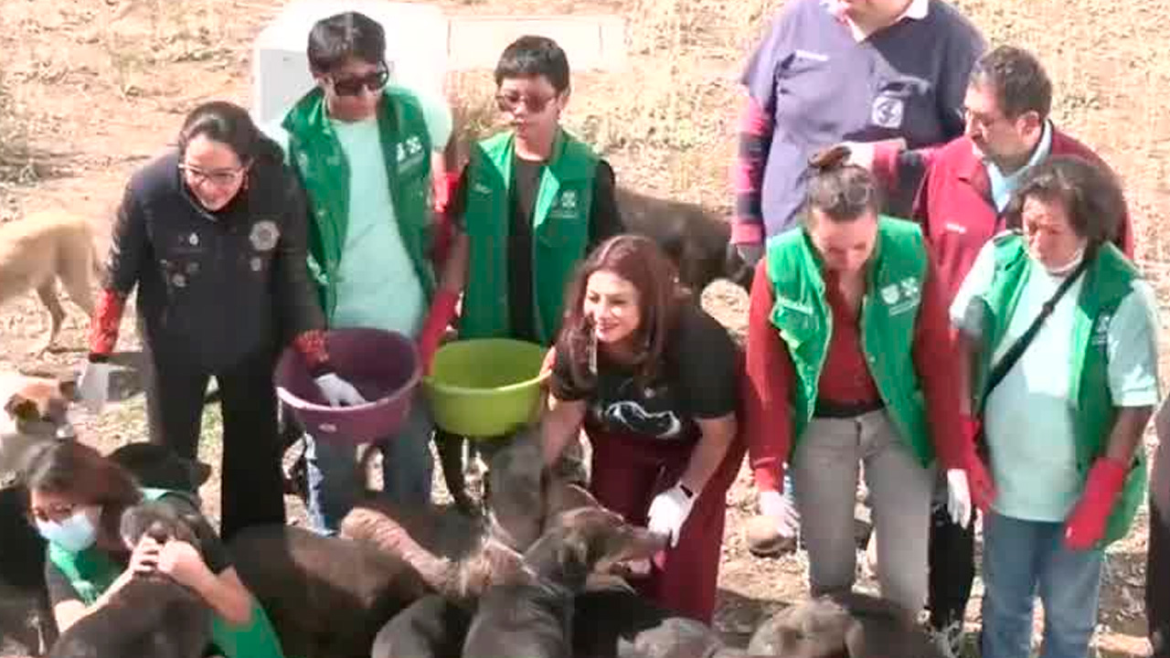 La jefa de Gobierno de la Ciudad de México, Clara Brugada, visitó a 304 perros rescatados y trasladados a una reserva en Tlalpan.