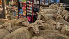Ovejas entran en supermercado y causan destrosos