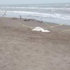 un cuerpo sin vida de un adolescente cubierto con una manta blanca en una playa de veracruz