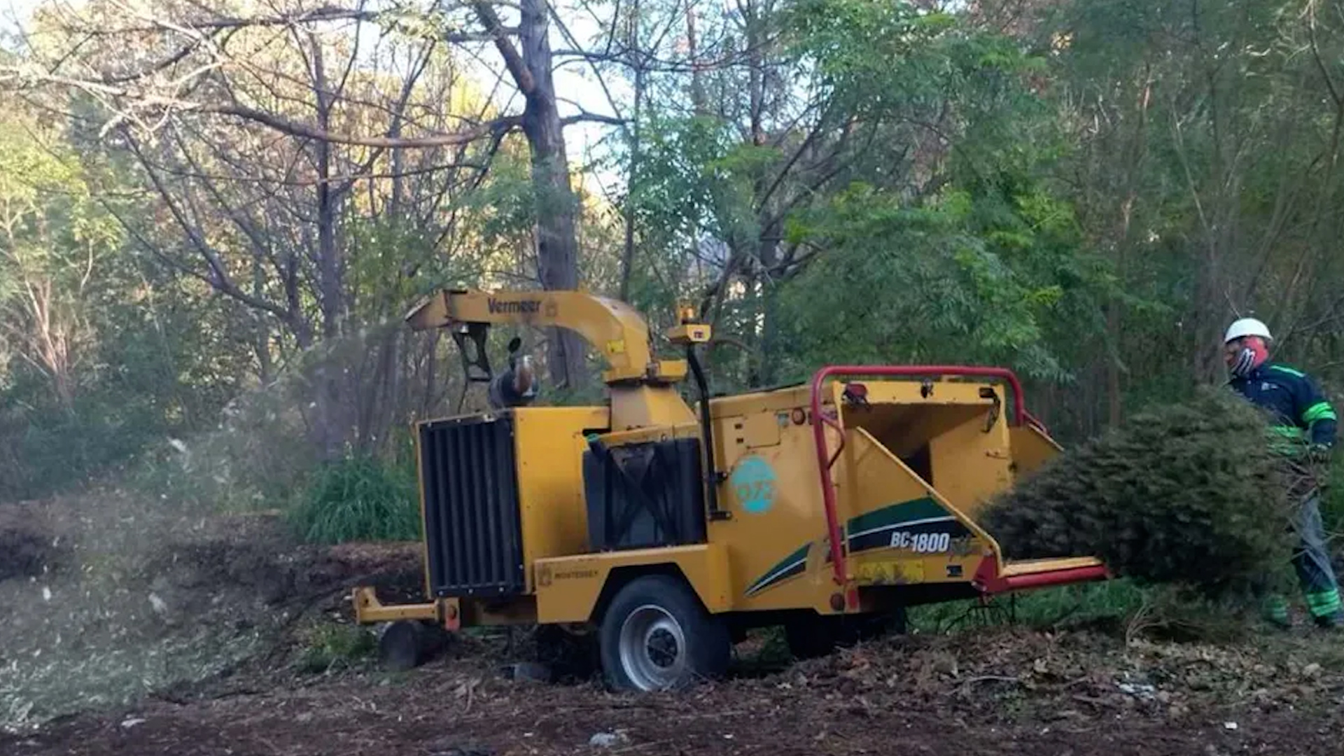49 centros de acopio reciben pinos naturales utilizados en fiestas decembrinas tengan una segunda vida ayudando al medio ambiente.