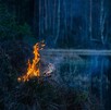 Llama de fuego sobre plantas secas en bosque