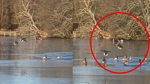 Dos hombres logrado salir de un lago congelado con patos alrededor y un circulo rojo enmarcando a los sujetos