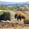 un bisonte corriendo en el parque africam safari