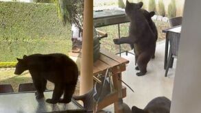 Osos pasean por patio en casa en Monterrey