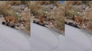 Perrito tratando de reanimar a otro en Escobedo.