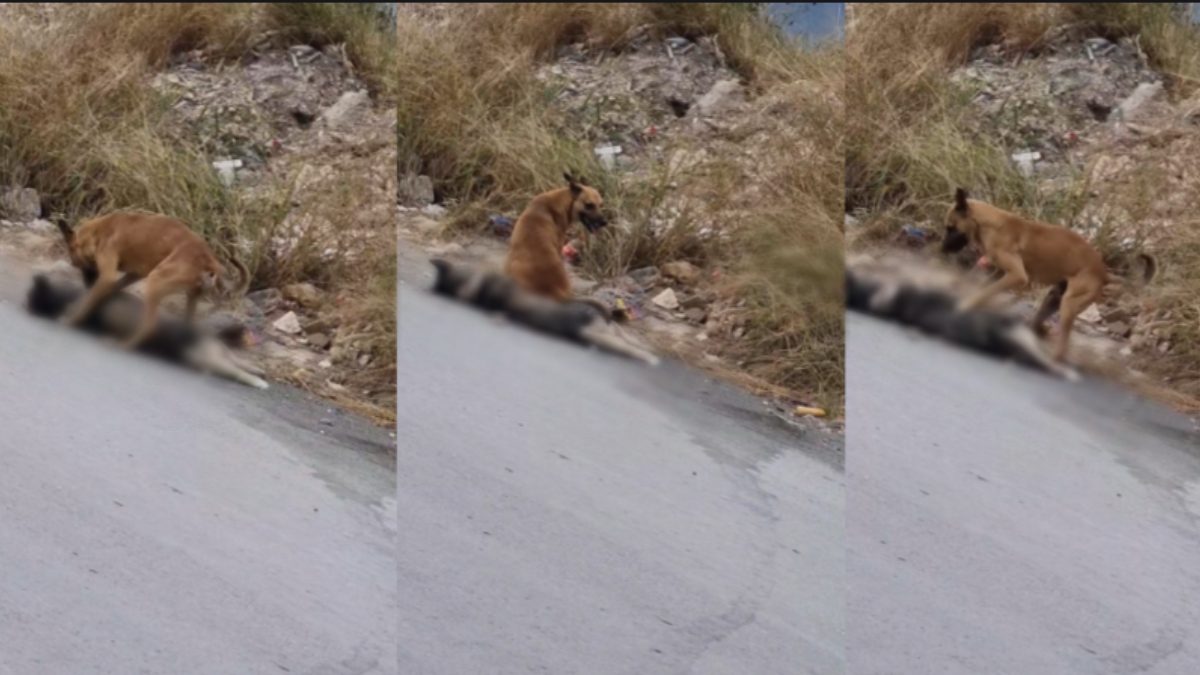 Perrito tratando de reanimar a otro en Escobedo.