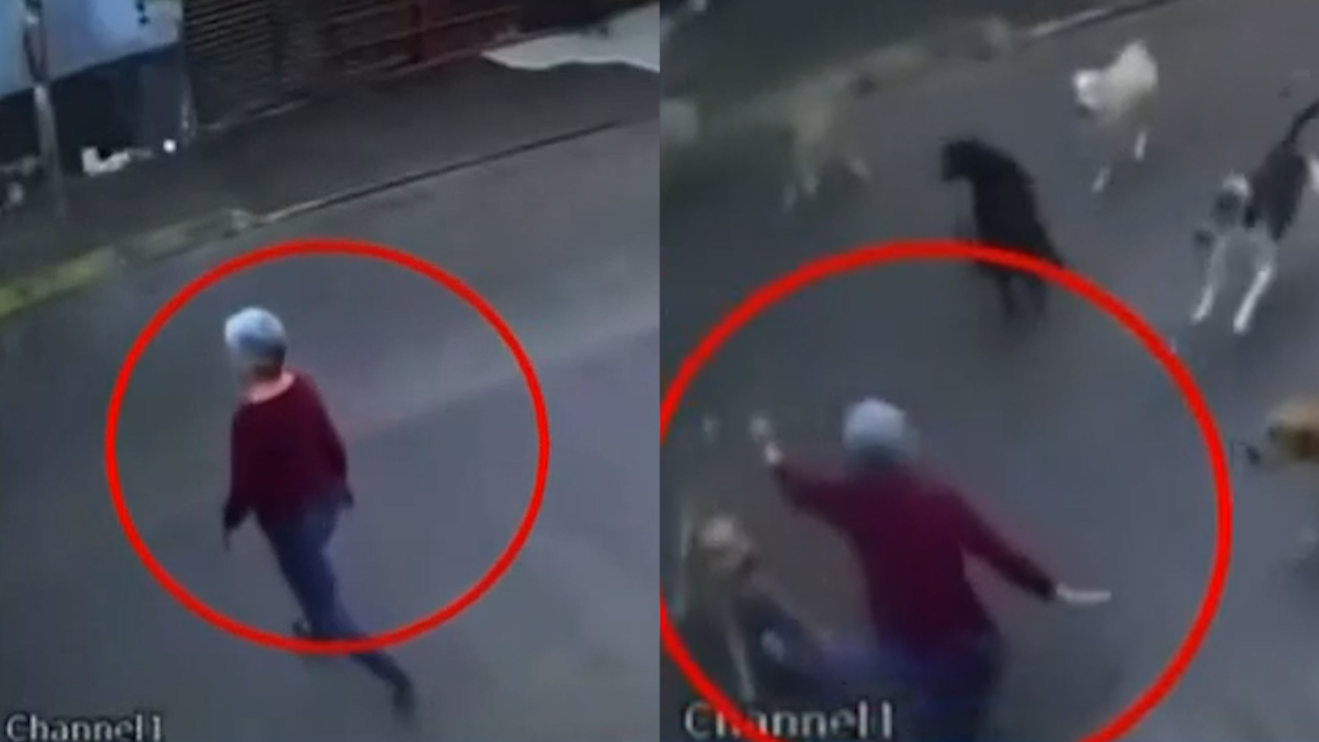 Los animales escaparon de un predio de rescate. Las autoridades municipales ya dialogan con el dueño para deslindar cargos.