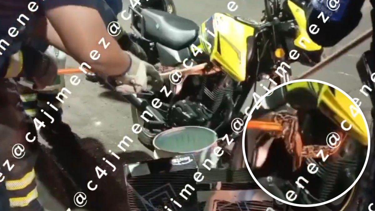 Autoridades capitalinas retiraron una víbora pitón en la alcaldía Iztacalco.