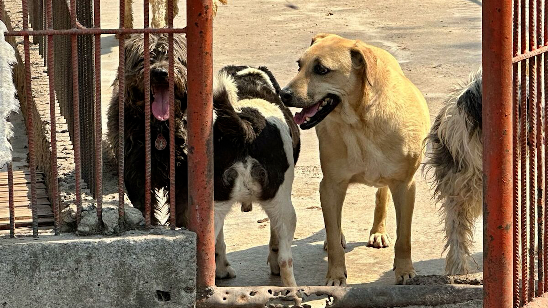 En la alcaldía Gustavo A. Madero, activistas denuncian que 200 perros rescatados del Refugio Franciscano están encerrados en transportadoras.
