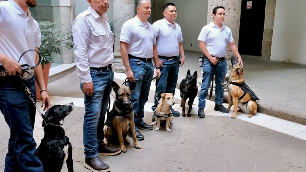Jalisco refuerza su vigilancia sanitaria con cinco nuevos binomios caninos entrenados para la detección temprana del Gusano Barrenador del Ganado, una plaga d