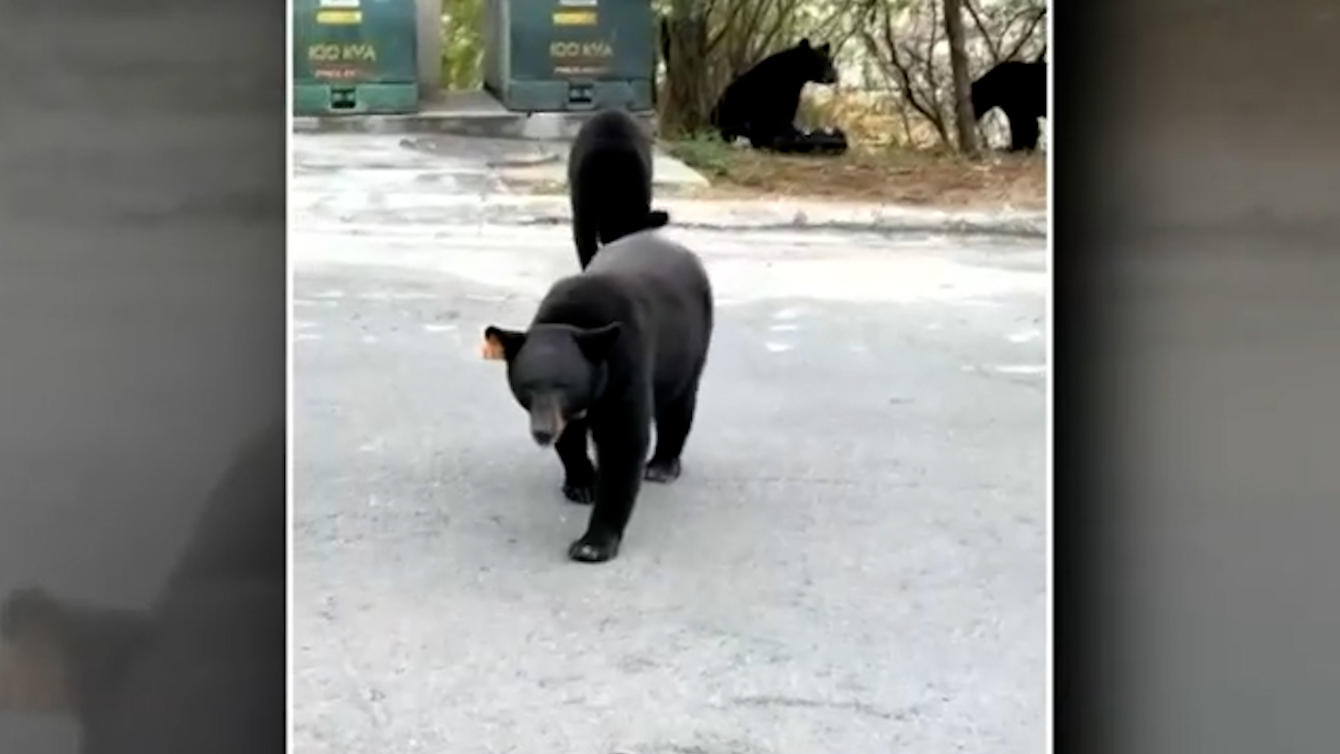 El azúcar procesada es un súper alimento para los osos y por eso regresan a las casas.