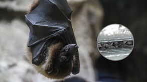 Murciélagos llevan más de 40 años viviendo en unidad habitacional de Coapa, Ciudad de México.