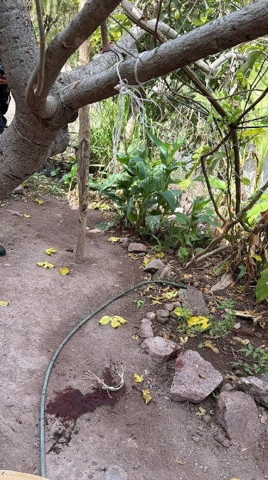 Plantas y ramas de un árbol con una cuerda blanca amarrada y un suelo de tierra con rastros de sangre y rocas alrededor