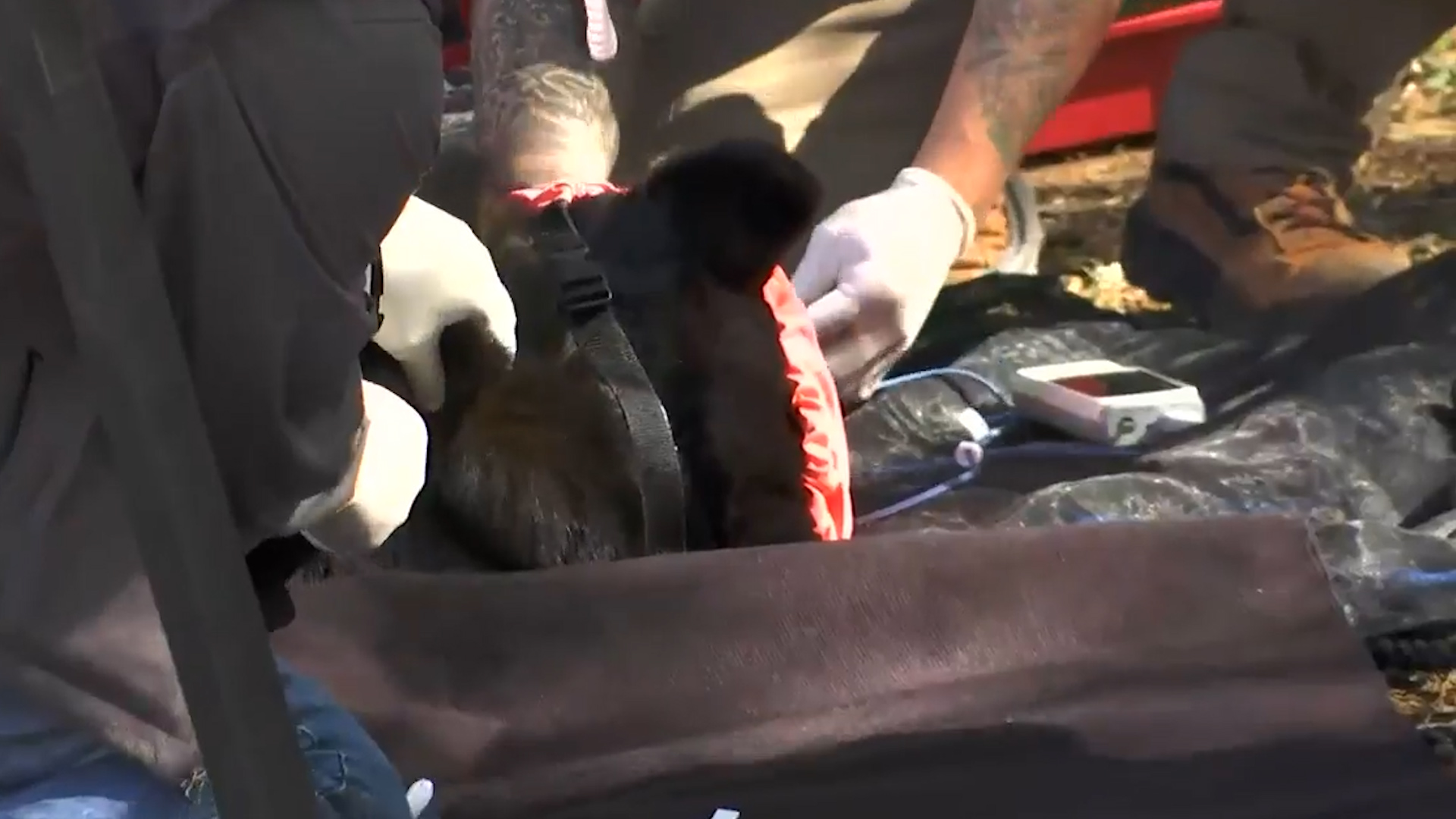 Tras 4 horas de tensión, autoridades de Parques y Vida Silvestre capturan a un oso en Monterrey.