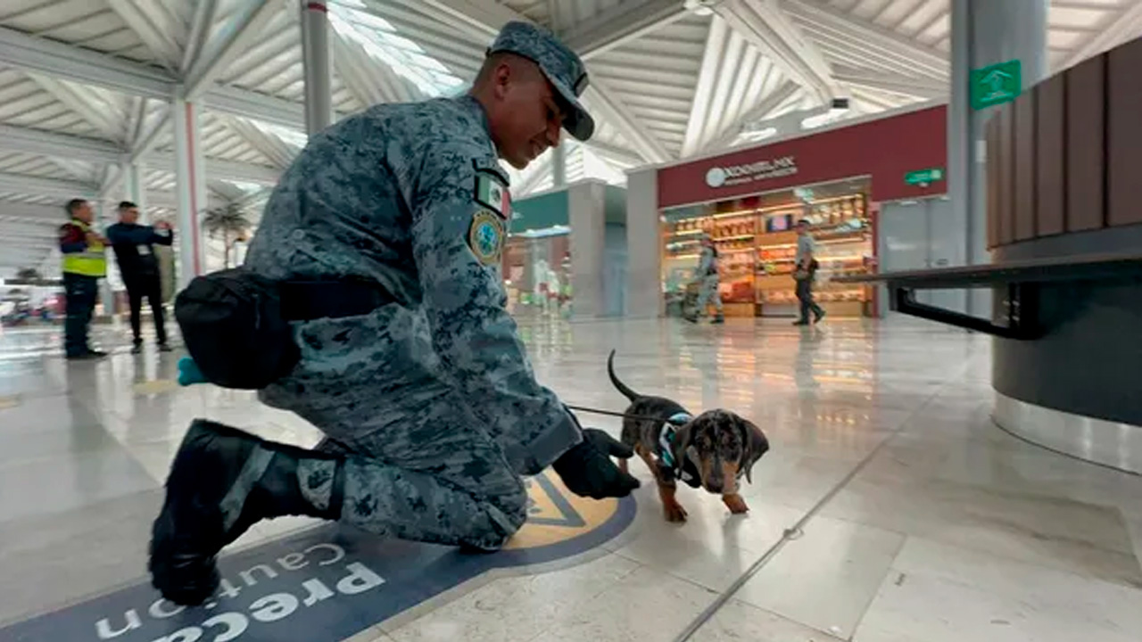 Desde hace tres meses, Mamut, Delta, Tacho y Marshalls recorren las salas del AIFA junto a la Guardia Nacional para brindar apoyo emocional a pasajeros.
