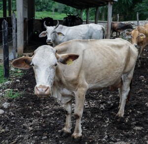 Autoridades refuerzan vigilancia ante aumento de casos de Gusano Barrenador en el ganado de México