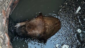 Perrito atrapado en una alcantarilla tras caer, en Lerdo.