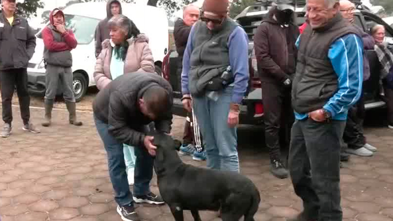 Integrantes del Refugio Franciscano visitaron a 304 de los 858 perros bajo resguardo del Gobierno de la CdMx tras el desalojo del albergue.