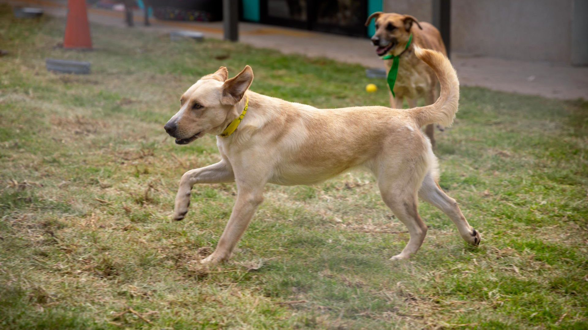 Un juez federal concedió una suspensión provisional para frenar el traslado de perros al refugio del Ajusco.