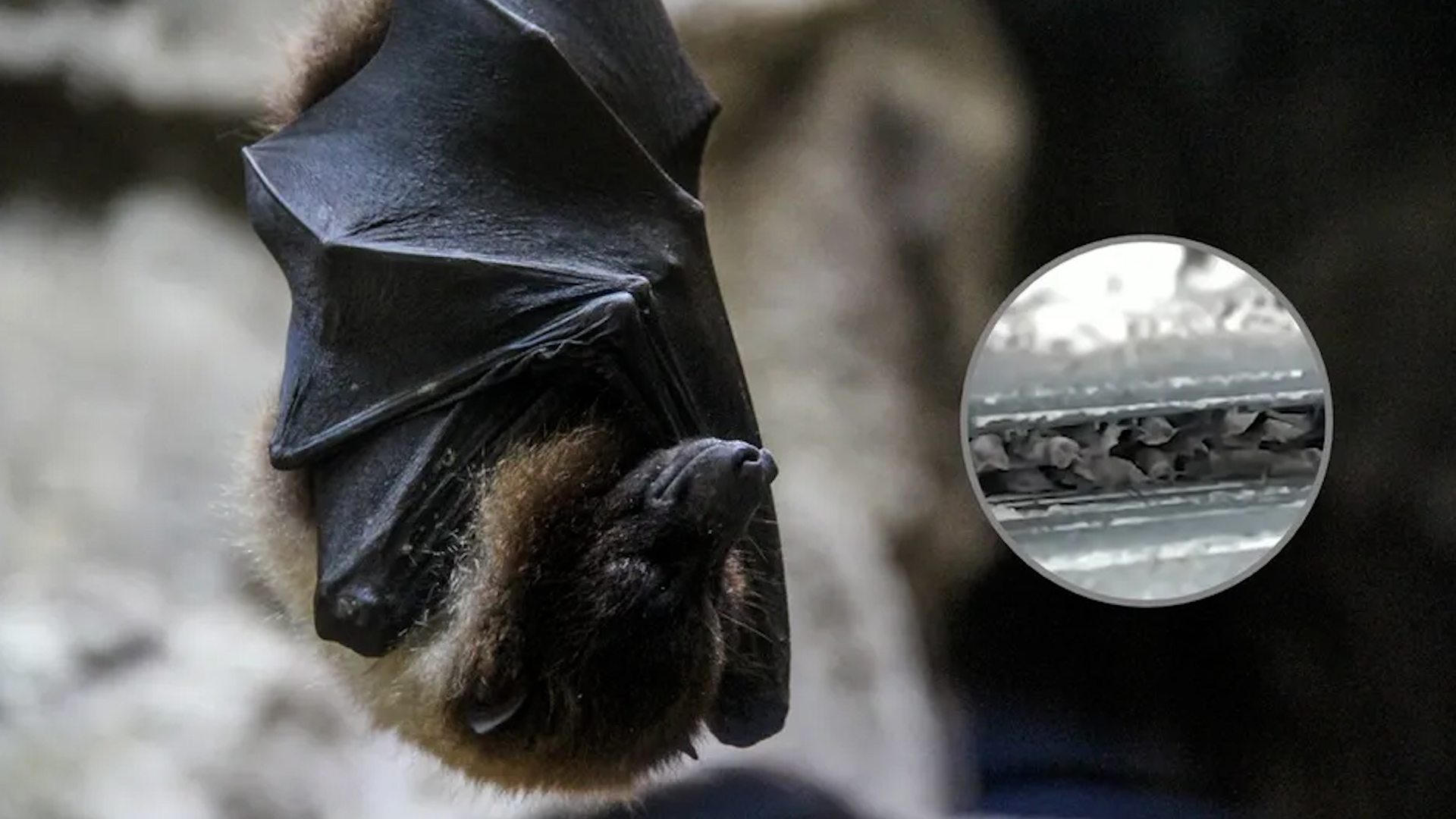 Habitantes de una Unidad Habitacional 'El Hueso Periférico' en Coapa pidieron a las autoridades retirar a los animales.