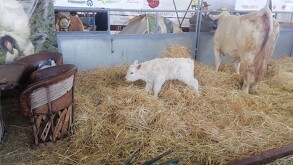 Una de las reses exhibidas en la Expo Ganadera dio a luz dentro de las instalaciones de la Feria Estatal de León 2026.
