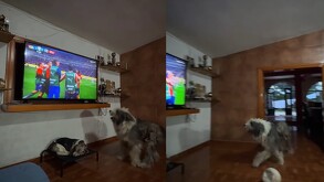 Momento exacto de la celebración del perrito tras el gol de Chivas.