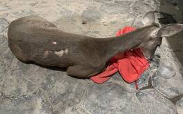 Venado cola blanca herido