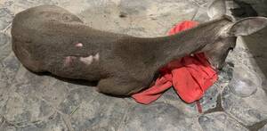 Venado cola blanca herido