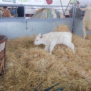 Una de las reses exhibidas en la Expo Ganadera dio a luz dentro de las instalaciones de la Feria Estatal de León 2026.