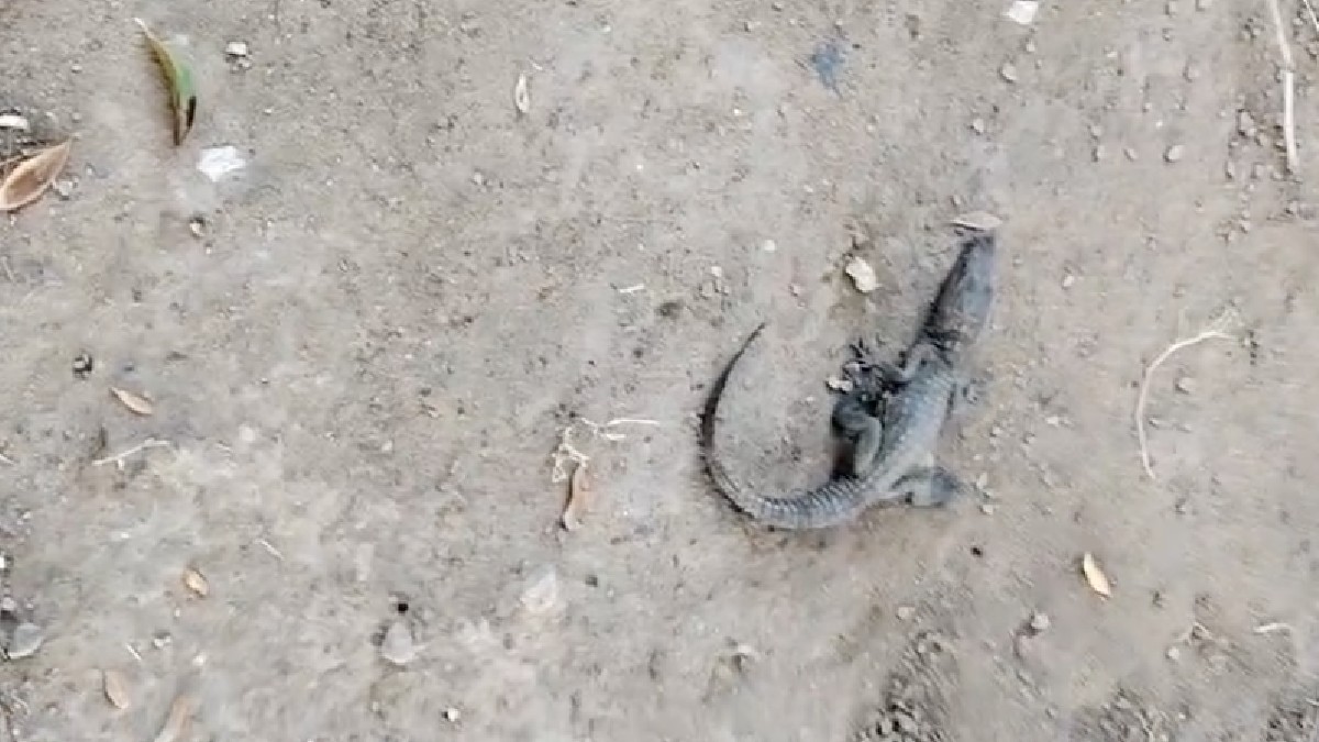 Caimán en Torreón.