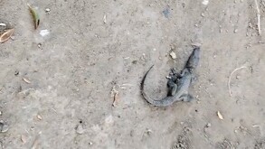 Caimán en Torreón.