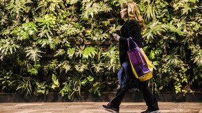 Muros verdes para mejorar el aire en la Ciudad de México.