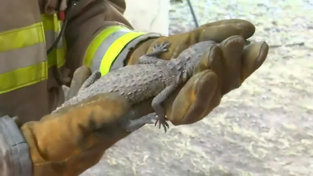 Tras su aseguramiento, el personal de rescate colocó al reptil en un contenedor ventilado para garantizar su seguridad durante el traslado.