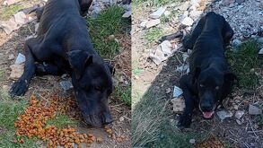 Reportaron a un perro abandonado herido en la lateral de la autopista México-Puebla, se pide auxilio para el animal.