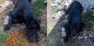 Reportaron a un perro abandonado herido en la lateral de la autopista México-Puebla, se pide auxilio para el animal.
