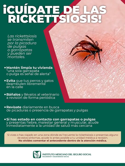 IMSS alerta por contagios de Rickettsia y emite recomendaciones.