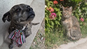 Feo y Mala, mascotas de una habitante de la colonia Villas Universidad que murieron luego de ser envenenadas por una vecina.