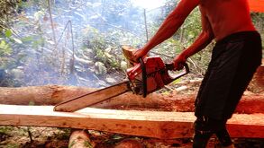 Recuperaron 70 troncos talados de manera ilegal en el Parque Nacional La Malinche.