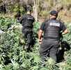 Autoridades de Jalisco desmantelan sembradíos de marihuana en Tequila.