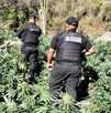 Autoridades de Jalisco desmantelan sembradíos de marihuana en Tequila.