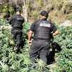 Autoridades de Jalisco desmantelan sembradíos de marihuana en Tequila.
