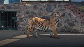 La Fiscalía del estado de Querétaro fue la encargada de realizar el cateo en donde también se aseguraron armas de fuego, cartuchos, entre otras cosas.