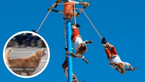 Voladores de Papantla y un perrito golden retriever de Tequila