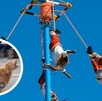 Voladores de Papantla y un perrito golden retriever de Tequila